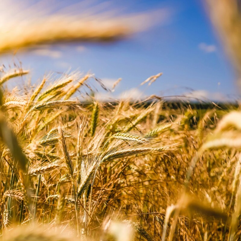 raphael-rychetsky-li9JfUHQfOY-unsplash (1) (1)